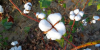 Cotton Duty Exemption Extended, Relief for Textile Industry