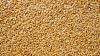 Companies growing grain earn biggest profits in occupied Kherson Oblast