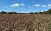 Cotton jassid is confirmed in Alabama