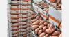 "Egyptian overproduction of sweet potatoes is beneficial and necessary"