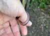 Indiana and Kentucky’s Tiniest Snake Looks More Like a Worm Than a Serpent