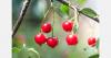 Bulgaria to complete frost compensation payments