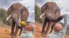 Tourist causes anger on social media after giving elephant beer in Kenya