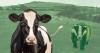 Why is Bovine TB still a scourge for Irish agriculture?
