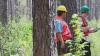 Fungal disease threatening Arkansas pine forests | What to know