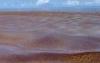 New initiatives to deal with sargassum in Belize