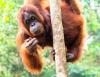 What orangutans can teach humans about food and fitness