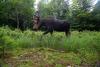 He left his camera trap in the Maine woods for a month. This is what walked in front of it.