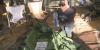 29th annual Alaska State Fair cabbage weigh-off goes to familiar name