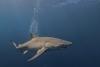 Lifestyle USA TODAY 'Jaws' didn't just terrify moviegoers, it inspired scientists