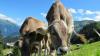 Ten cattle die from anthrax outbreak in Bosnia