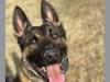 Meet Connecticut's Canine Officers: Troop C's Viper