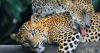 Sri Lanka 8-day holiday tour includes UNESCO sites, safaris, and free upgrade saving up to £200