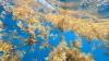 Belize: Grant provided to tackle sargassum