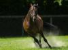 Making Waves: Kingman Colt Finds The Winner’s Circle For Cheyenne Stable