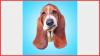 Inside Dean the Basset’s USA Business Model