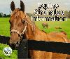 Strangles Outbreak Alert: Maryland Department of Agriculture Warns of Significant Outbreak