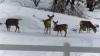Chronic Wasting Disease testing for deer now mandatory north of Idaho Falls