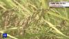 Japan's agriculture minister predicts rice prices will stabilize