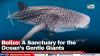 Belize: A Sanctuary for the Ocean’s Gentle Giants