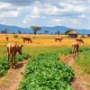 Factors Influencing Climate-Smart Farming in Botswana