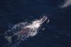 Scientists develop incredible new method to follow whales' journeys through the sea: 'This is definitely the future'