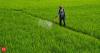 India's first indigenous water-soluble fertiliser technology to cut Chinese import dependence