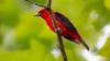 Birdwatchers flock to Colombia and South Africa- so why are Venezuela and DRC being left behind?