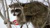 Meet the army of 30,000 ‘Nazi’ raccoons rampaging across Germany… and why EU red tape means pests CAN’T be stopped