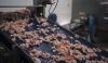 Seattle company recalls over 44,000 bags of shrimp over radiation concerns