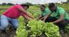 ‘Urgent need’ to equip youth with climate-smart agricultural skills