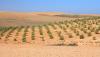 Company strikes game-changing partnership that could revolutionize agriculture: 'Merges technology with social impact'