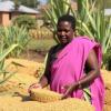 Sorghum Market Dynamics in Kuyu District, Ethiopia