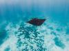 Countries move closer to new global ocean treaty at UN meeting