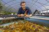 Our best shot to save Florida reefs? An industrial factory making heat-hardy babies
