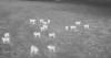 Scientists use drones blasting AC/DC to deter wolves from livestock