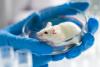 Scientists Turn Mice Transparent to Uncover Obesity’s Secret Effects on Nerves