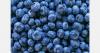 Fall Creek strengthens blueberry commitment in southern Chile