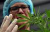 Brazil’s Discovery of CBD In a Common Shrub Could Reshape the Medical Cannabis Debate