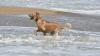 When and where dogs are allowed on the Delaware beaches