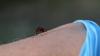 Dengue and chikungunya: Mosquito-borne viruses complicate blood donations in Luxembourg