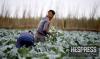 Moroccan farmers turn to Mauritania, Senegal as African exports decline