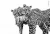 First Glimpse: Wildlife Photographer of the Year