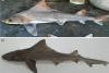 Scientists reconfirm rare shark sightings after 50 years in PNG