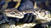 Are Burmese pythons slithering their way into Florida homes?