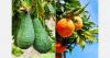 Agricultural trade mission from the Netherlands to Angola