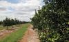 Agribusiness confidence down but still positive