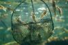 Shrimp sector scales up insect protein in Ecuador with aquaculture...