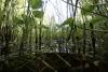 Estonia considers restoring bogs to protect against Putin, climate