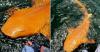 A Bright Orange Shark Has Been Spotted in the Waters of Costa Rica